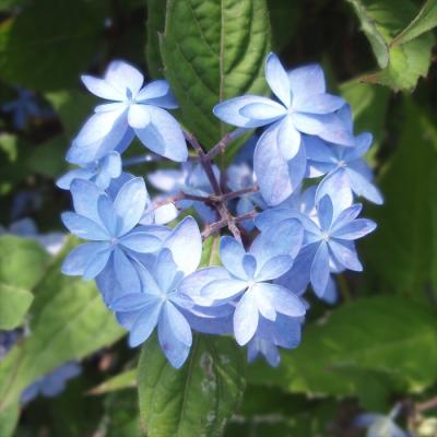 山アジサイ 商品一覧 - フラワーネット日本花キ流通 - 売れ筋