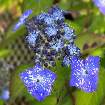 山アジサイ（花の苗）｜苗 | 花、ガーデニング のおすすめ人気商品一覧