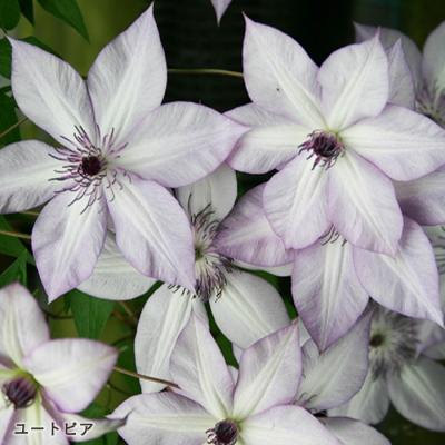 クレマチス 苗（花、ガーデニング）のおすすめ人気商品一覧 通販