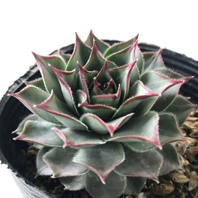 センペルビウムのおすすめ人気商品一覧 通販 - Yahoo!ショッピング