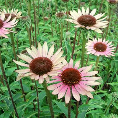 エキナセア 苗（花、ガーデニング）のおすすめ人気商品一覧 通販