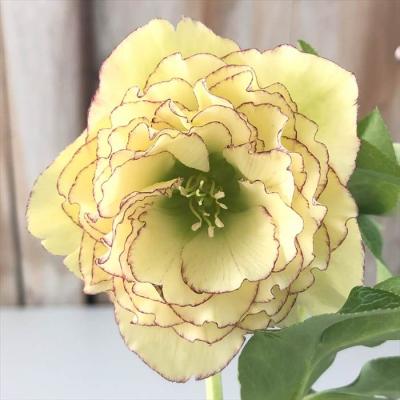 フラワーネット日本花キ流通 - 曽田園芸｜Yahoo!ショッピング