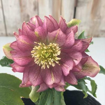 フラワーネット日本花キ流通 - 曽田園芸｜Yahoo!ショッピング