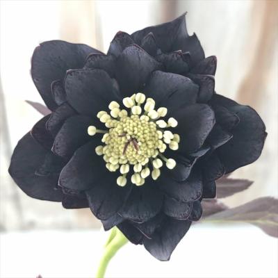 フラワーネット日本花キ流通 - 吉田園芸｜Yahoo!ショッピング