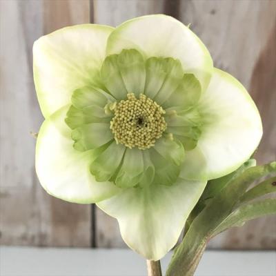 フラワーネット日本花キ流通 - 吉田園芸｜Yahoo!ショッピング