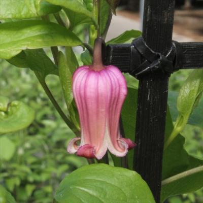 トキ色の君　壺型クレマチス苗 トキ色の君 クレマチス 開花鉢 - メルカリ