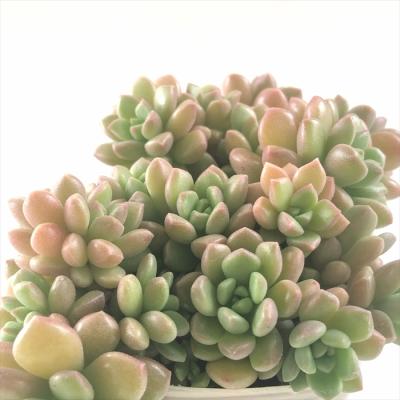 セダム 商品一覧 - フラワーネット日本花キ流通 - 売れ筋通販 - Yahoo