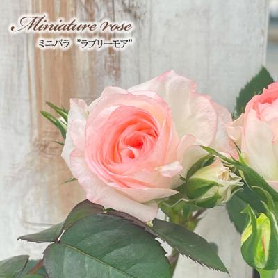 フラワーネット日本花キ流通 - ミニバラ｜Yahoo!ショッピング