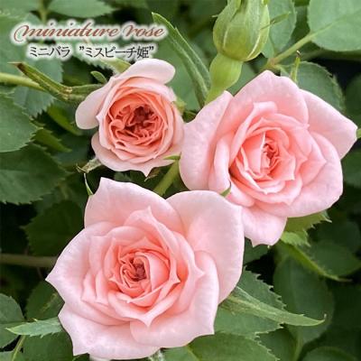 切り花品種バラ苗 レアバラ Pinky Pi♡ Rose Maimai」切り花品種バラ苗