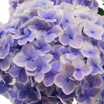 ♡野田園芸♡多弁ホワイトピコティカップ　超充実株 改良園（花の苗）｜苗 | 花、ガーデニング のおすすめ人気商品一覧