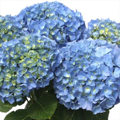 あじさい 苗（花、ガーデニング）の商品一覧 通販 - Yahoo!ショッピング