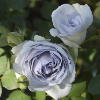 紫 バラ カップ咲き（花の苗）｜苗 | 花、ガーデニング の