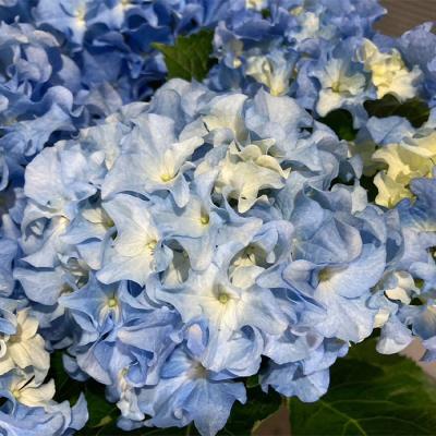 青色アジサイ 71o4joKplKL._UF350,350_QL50_.jpg