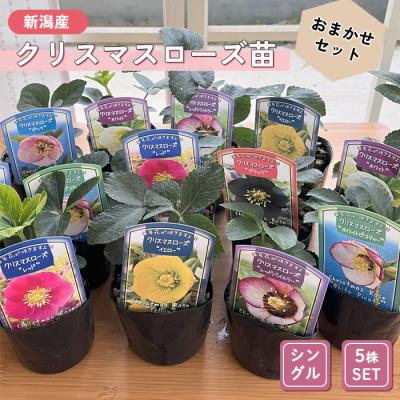 フラワーネット日本花キ流通 - 新潟のクリスマスローズ｜Yahoo