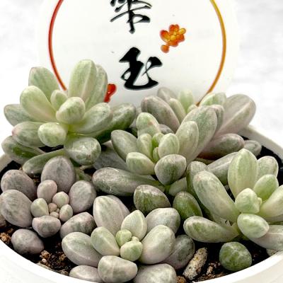 多肉 斑入りのおすすめ人気商品一覧 通販 - Yahoo!ショッピング