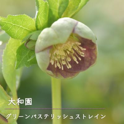 フラワーネット日本花キ流通 - 大和園｜Yahoo!ショッピング