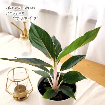 アグラオネマ(観葉植物)の商品一覧 | 花、ガーデニング 通販 アグラオネマ(観葉植物)の商品一覧 | 花、ガーデニング 通販