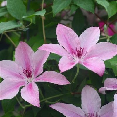 クレマチス 鉢植え ピンクのおすすめ人気商品一覧 通販 - Yahoo