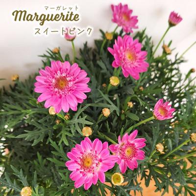 フラワーネット日本花キ流通 - マーガレット｜Yahoo!ショッピング