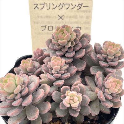 値下げ！！古都の葉小桃いろは 札つき！！ 2025年最新】古都の 小桃いろはの人気アイテム - メルカリ