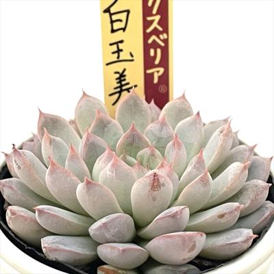 フラワーネット日本花キ流通 - おらいさん|Yahoo!ショッピング フラワーネット日本花キ流通 - おらいさん|Yahoo!ショッピング