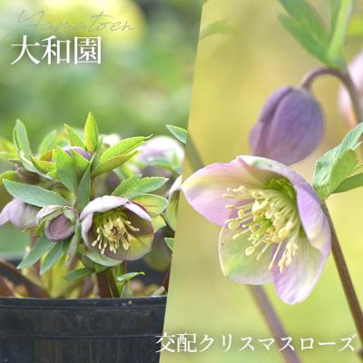 フラワーネット日本花キ流通 - 大和園｜Yahoo!ショッピング