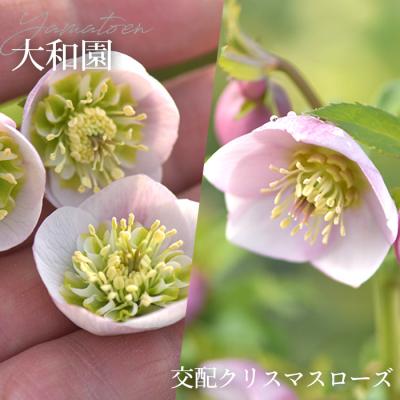 フラワーネット日本花キ流通 - 大和園|Yahoo!ショッピング フラワーネット日本花キ流通 - 大和園|Yahoo!ショッピング