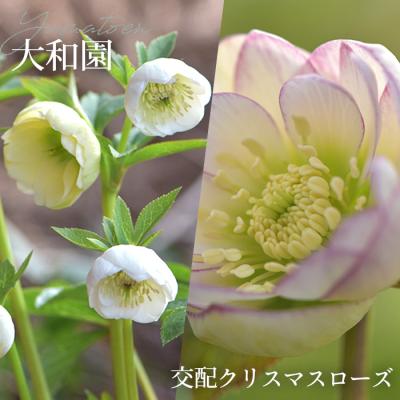 フラワーネット日本花キ流通 - 大和園｜Yahoo!ショッピング