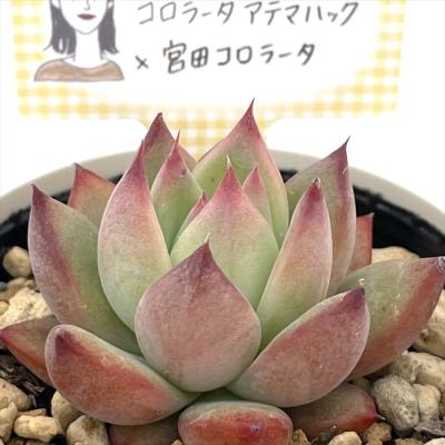 フラワーネット日本花キ流通 - あんなさん｜Yahoo!ショッピング