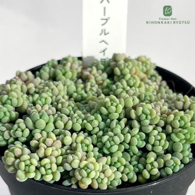 セダム 商品一覧 - フラワーネット日本花キ流通 - 売れ筋通販 - Yahoo