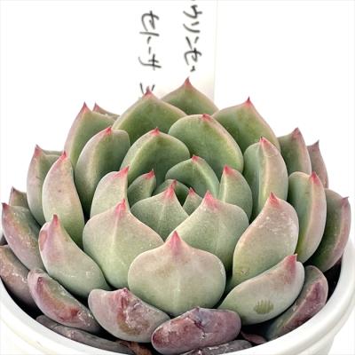 フラワーネット日本花キ流通 - O's PLANTS｜Yahoo!ショッピング
