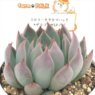 フラワーネット日本花キ流通 - パルクさん｜Yahoo!ショッピング