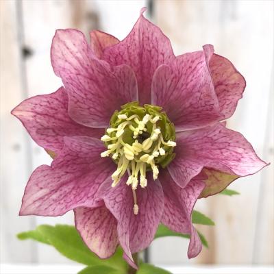 フラワーネット日本花キ流通 - 吉田園芸｜Yahoo!ショッピング