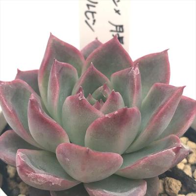 フラワーネット日本花キ流通 - O's PLANTS|Yahoo!ショッピング フラワーネット日本花キ流通 - O's PLANTS|Yahoo!ショッピング