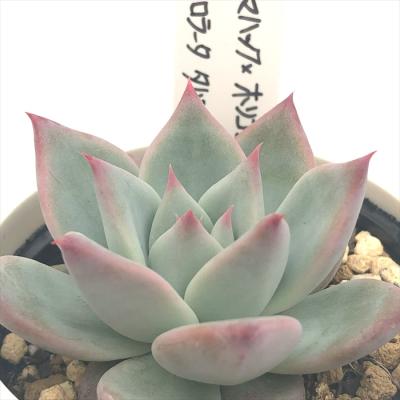 フラワーネット日本花キ流通 - O's PLANTS|Yahoo!ショッピング フラワーネット日本花キ流通 - O's PLANTS|Yahoo!ショッピング