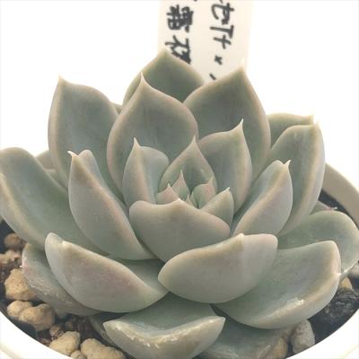 フラワーネット日本花キ流通 - O's PLANTS|Yahoo!ショッピング フラワーネット日本花キ流通 - O's PLANTS|Yahoo!ショッピング