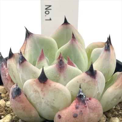 RYUOH BOTAVERIA 　竜王　鷹ノ刃　牙狼　多肉植物 フラワーネット日本花キ流通 - ボタベリア｜Yahoo!ショッピング