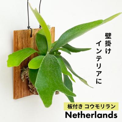 板付　観葉植物♪ 親株サイズの完成株♫〖ビカクシダ・コロナリウム〗 P. coronarium Philippines dwarf ビカクシダ フィリピネス