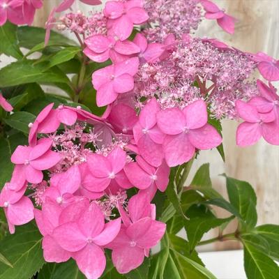 もり子　ヤマアジサイ 山アジサイ 商品一覧 - フラワーネット日本花キ流通 - 売れ筋