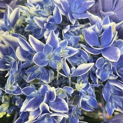 まさまる　紫陽花　アジサイ　福岡オリジナル　月虹　６号　クレマチス　墨絵 アジサイ 月虹の商品一覧 通販 - Yahoo!ショッピング