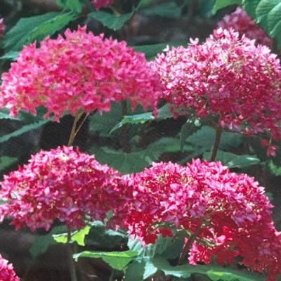 【予約用】ベラアナ　アナベル　ハイドランジア 園芸ネット本店｜アジサイ（アメリカ）：ピンクアナベル ベラアナ6号