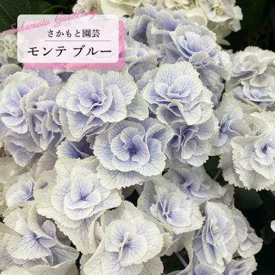 あじさい ブルーのおすすめ人気商品一覧 通販 - Yahoo!ショッピング
