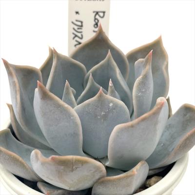 フラワーネット日本花キ流通 - O's PLANTS｜Yahoo!ショッピング