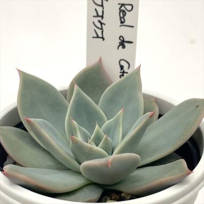 オーズさん苗デザートハーモニー×ケオケオ優木園さん苗他3点セット札付きポットごと ケオケオ×リンゼアナ)×デザートハーモニー札付きポットごと