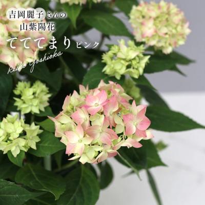 フラワーネット日本花キ流通 - 吉岡麗子さん｜Yahoo!ショッピング