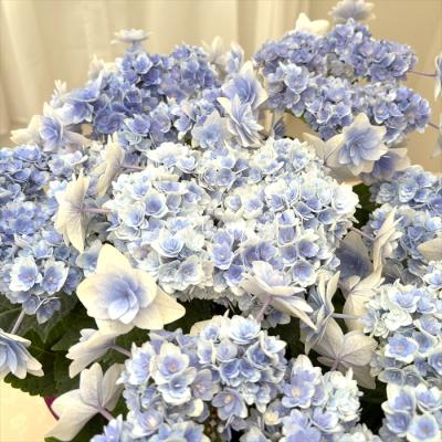 あじさい ブルーのおすすめ人気商品一覧 通販 - Yahoo!ショッピング