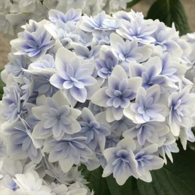 紫陽花（花、ガーデニング）のおすすめ人気商品一覧 通販 - Yahoo