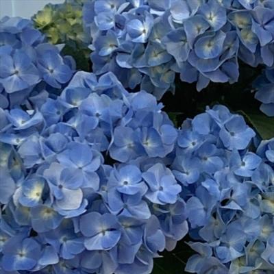 予約販売 アジサイ 商品一覧 - フラワーネット日本花キ流通