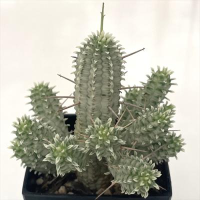 キリンユーフォルビア（サボテン、多肉植物） | 花、ガーデニング の