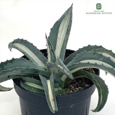 アガベ アメリカーナのおすすめ人気商品一覧 通販 - Yahoo!ショッピング